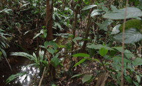 Quebrada Paucaryacu