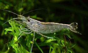 Caridina multidentata Caridina multidentata