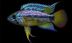 Apistogramma Ortegai