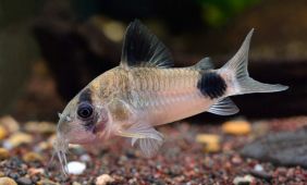 Corydoras panda Corydoras panda