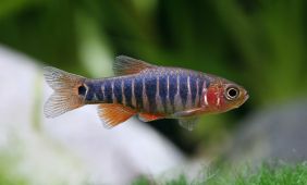 Danio erythromicron Danio erythromicron