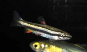 Nannostomus trifasciatus Nannostomus trifasciatus