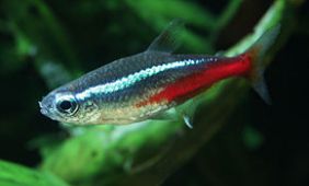 Paracheirodon innesi Paracheirodon innesi