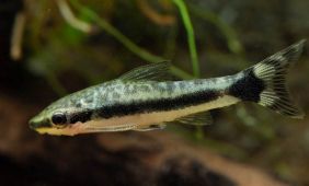 Otocinclus hoppei Otocinclus hoppei