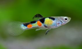 Poecilia wingei Poecilia wingei
