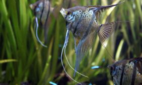 Pterophyllum Scalare Pterophyllum Scalare