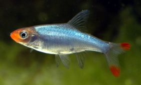 Sawbwa resplendens Sawbwa resplendens