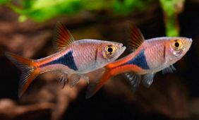 Trigonostigma heteromorpha Trigonostigma heteromorpha