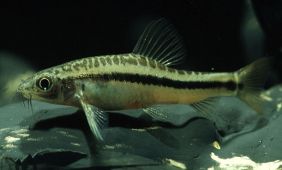 Yunnanilus brevis Yunnanilus brevis