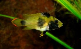 Apistogramma nijsseni Apistogramma nijsseni