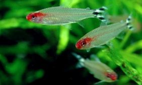 Hemigrammus bleheri Hemigrammus bleheri