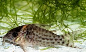 Corydoras agassizii Corydoras agassizii
