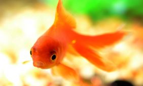 Carassius Auratus Carassius Auratus