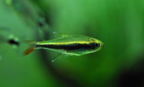 Hyphessobrycon loretoensis Hyphessobrycon loretoensis
