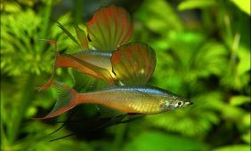 Iriatherina Werneri Iriatherina Werneri