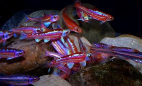 Notropis chrosomus Notropis chrosomus