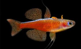 Pseudomugil luminatus Pseudomugil luminatus