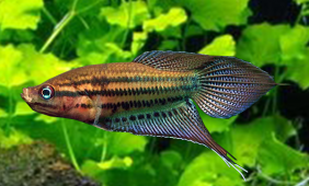 Trichopsis vittata Trichopsis vittata