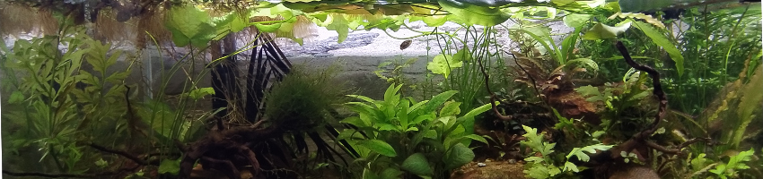 aquarium biotope inde kerala aquarium biotope inde kerala