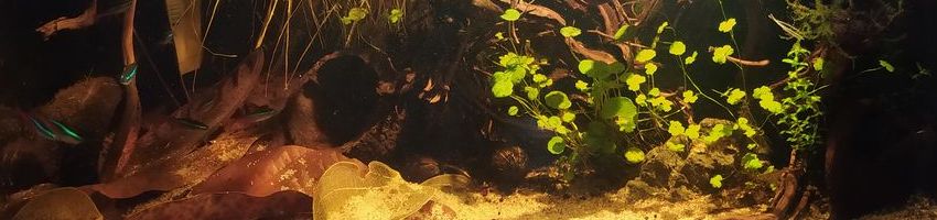aquarium biotope ucayali aquarium biotope ucayali