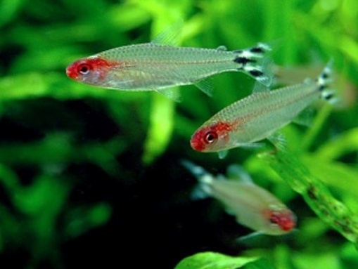 Aquariums Sur les rives de l'Amazone