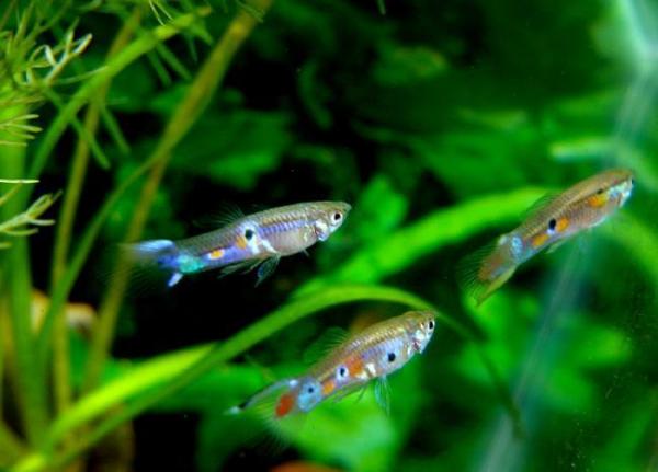 Aquariums Infatiguables guppies