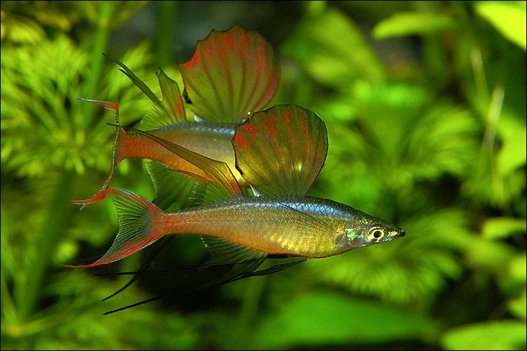 Aquariums Exubérances océaniennes