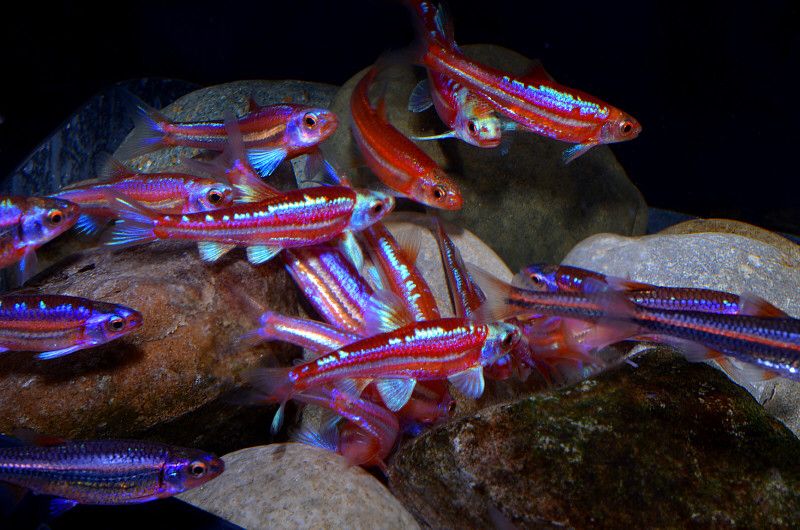 Aquariums Dans les eaux du poisson arc-en-ciel