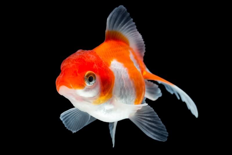 Aquariums Calme comme un poisson rouge