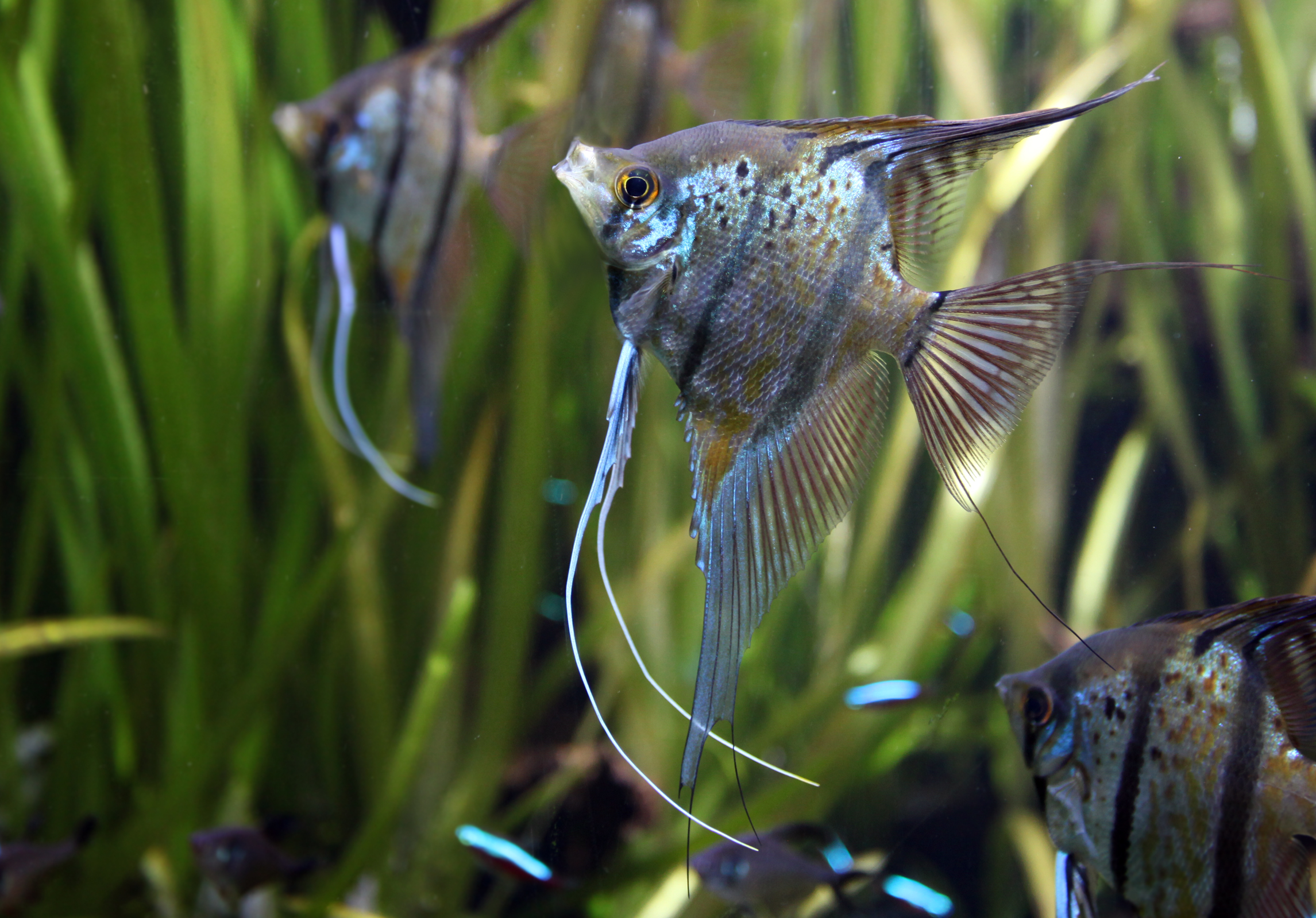 Aquariums Les merveilles de l'Ucayali