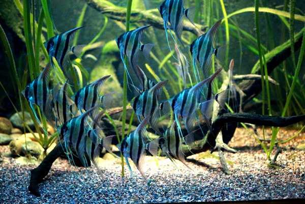 Aquariums Vie de groupe