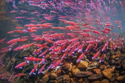 Aquariums Energie