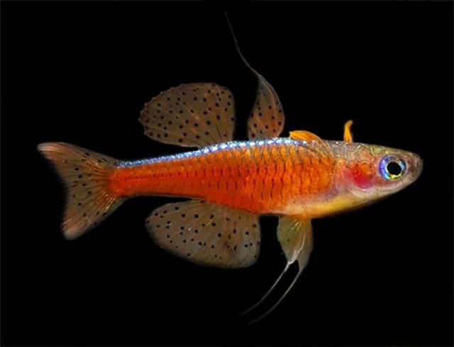 Aquariums Zen
